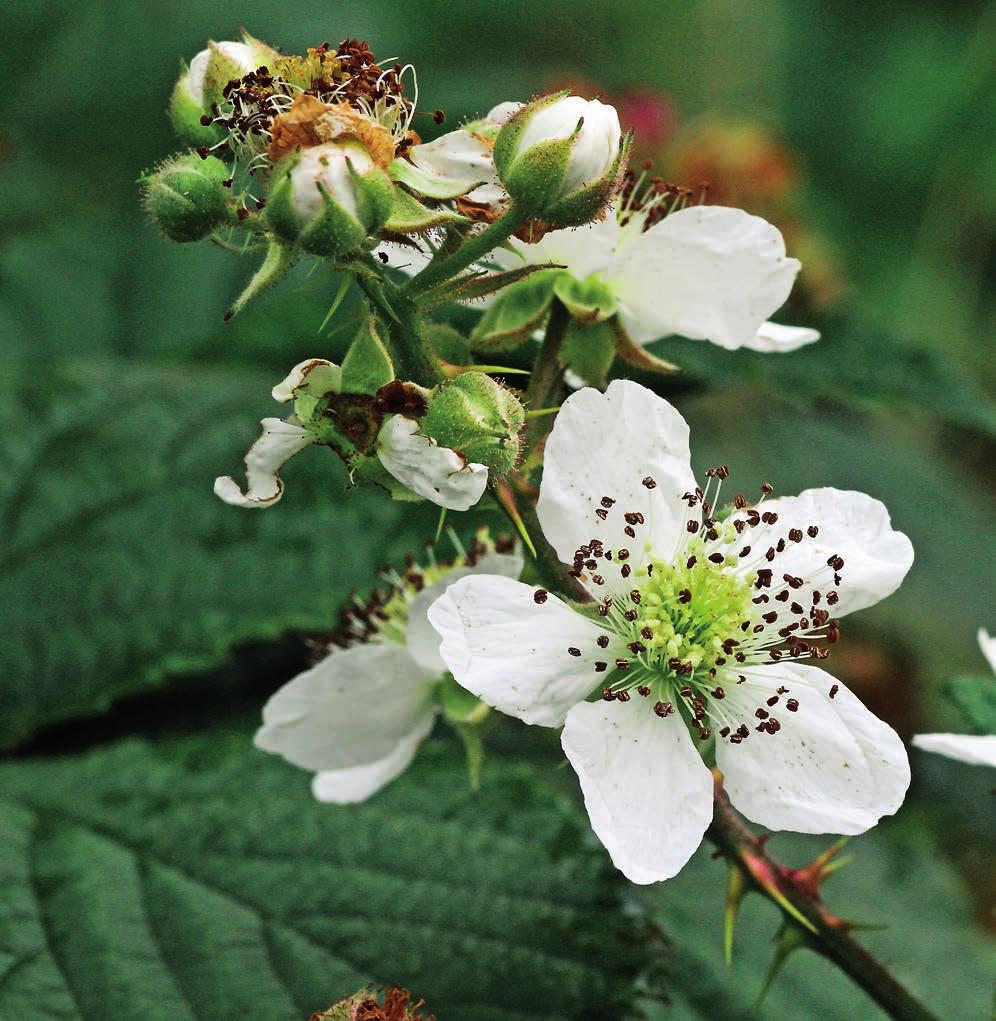 Drakblomma Drakblommans Dracocephalum ruyschiana stora blå blommor lyser oftast som vackrast kring midsommartid.