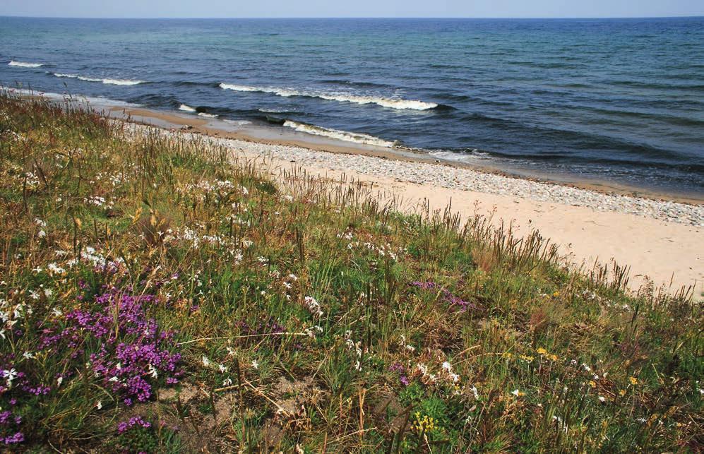 Sandstäppen i Skåne dåtid, nutid och framtid ANJA ÖDMAN Sandstäpp är ett starkt hotat växtsamhälle i Sverige som består av många specialiserade och sällsynta arter som till exempel sandnejlika