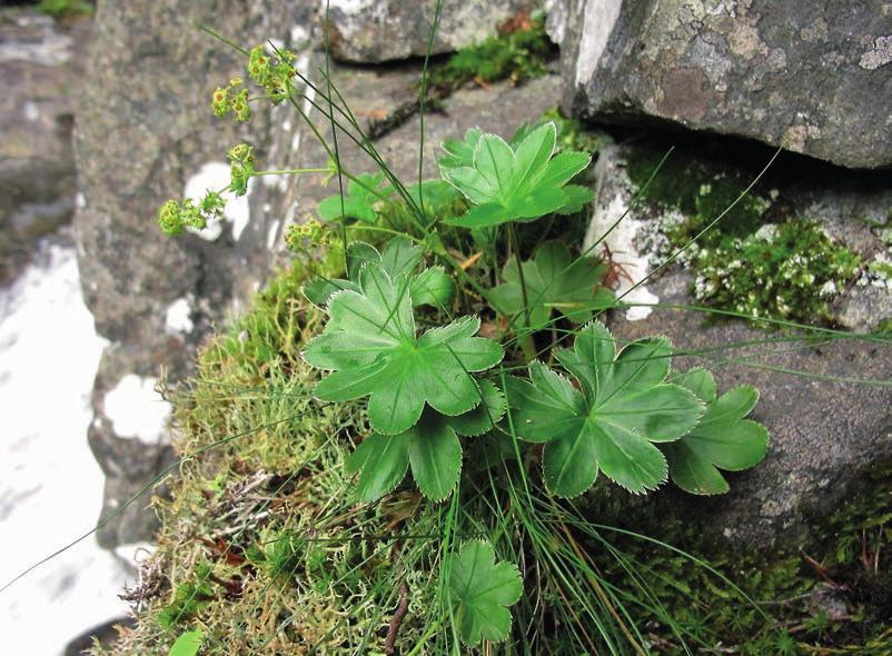 figur 1. Norddalsdaggkåpa Alchemilla semidivisa är den mest spektakulära nybeskrivna arten från Norden sedan sekelskiftet. Den kombinerar egenskaper hos fjällkåpa A. alpina och ordinära daggkåpor.