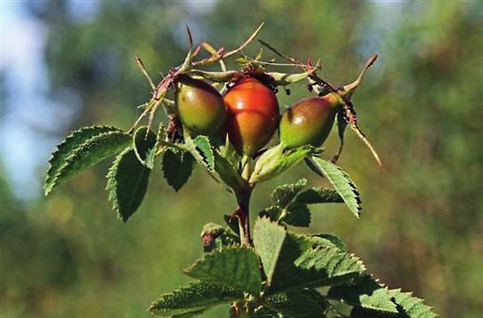 figur 4. Sydäppelros Rosa micrantha är en nyfunnen, troligen spontan art i svenska floran. Den har stor utbredning på kontinenten, men når ej längre mot norr än södra Skåne.