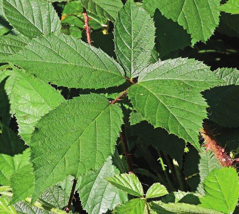 figur 5. Karakåsbjörnbär Rubus dasyphyllus fanns 1925 51 nära Kivik i Skåne och har räknats som ursprunglig där. En nyupptäckt förekomst i Värmland beror däremot på import med timmer.