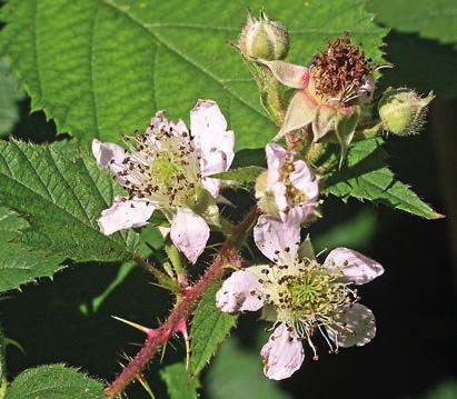 Rubus dasyphyllus is extinct as (possibly) native but was recently introduced with timber from northwestern continental Europe. lindbjörnbär R. tiliaster och hasselbjörnbär R. wahlbergii.