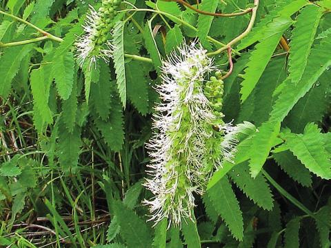 figur 6. Axpimpinell Sanguisorba dodecandra har inplanterats vid Rälla Tall och Stugbyns trappor i Högs rum och har gjort sig väl hemmastadd där.