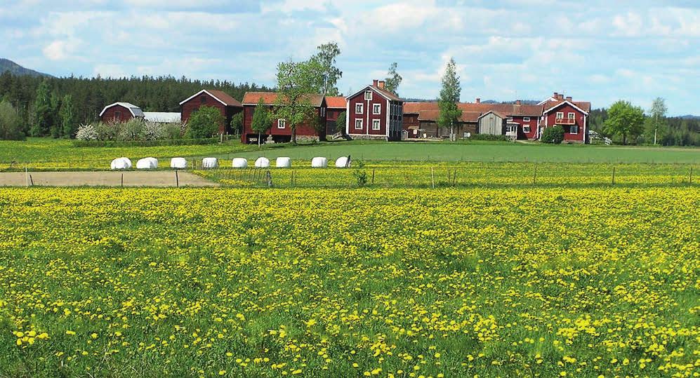 figur 1. Gula maskrosfält är vackra att titta på men är oftast mindre bra insamlingsplatser. När maskrosor växer tätt utvecklar de sällan sina typiska bladkaraktärer. Dellen-området, Hälsingland 2007.