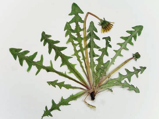 figur 3. Välpressat belägg av hjärtmaskros Taraxacum cordatum. Bladen är separerade och varje blad syns tydligt. Färgerna är välbevarade och det finns både en holk och en korg med.
