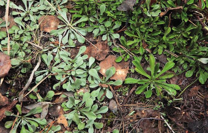 RÖRSJÖN Rörsjön i övre delen av Voxnan, Ängersjö, är en av en serie sjöar i flacka marker, som under tiden fram till 1960-talet användes som flottningsmagasin, varvid strandvegetationen kraftigt