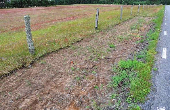 figur 4. Till vänster, markytan med radikal markbearbetning efter ett halvår. Till höger, ytan intill där grässvålen luckrades upp. Tofsäxing Koeleria glauca dominerar.