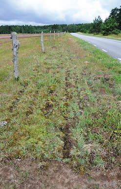 Both efforts were carried out to provide Minuartia viscosa with fresh germination sites. The pictures were taken ca 6 months later. Delområde 1.