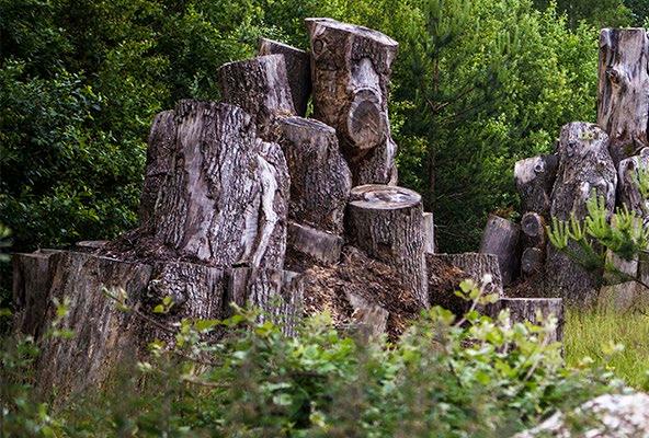 The Good Wood Program Fortsatta ambitioner för skogsbönders försörjning och bra råvara till världen År 2011 var Kährs Group banbrytande i branschen genom att stödja ett pilotprojekt i Chile för