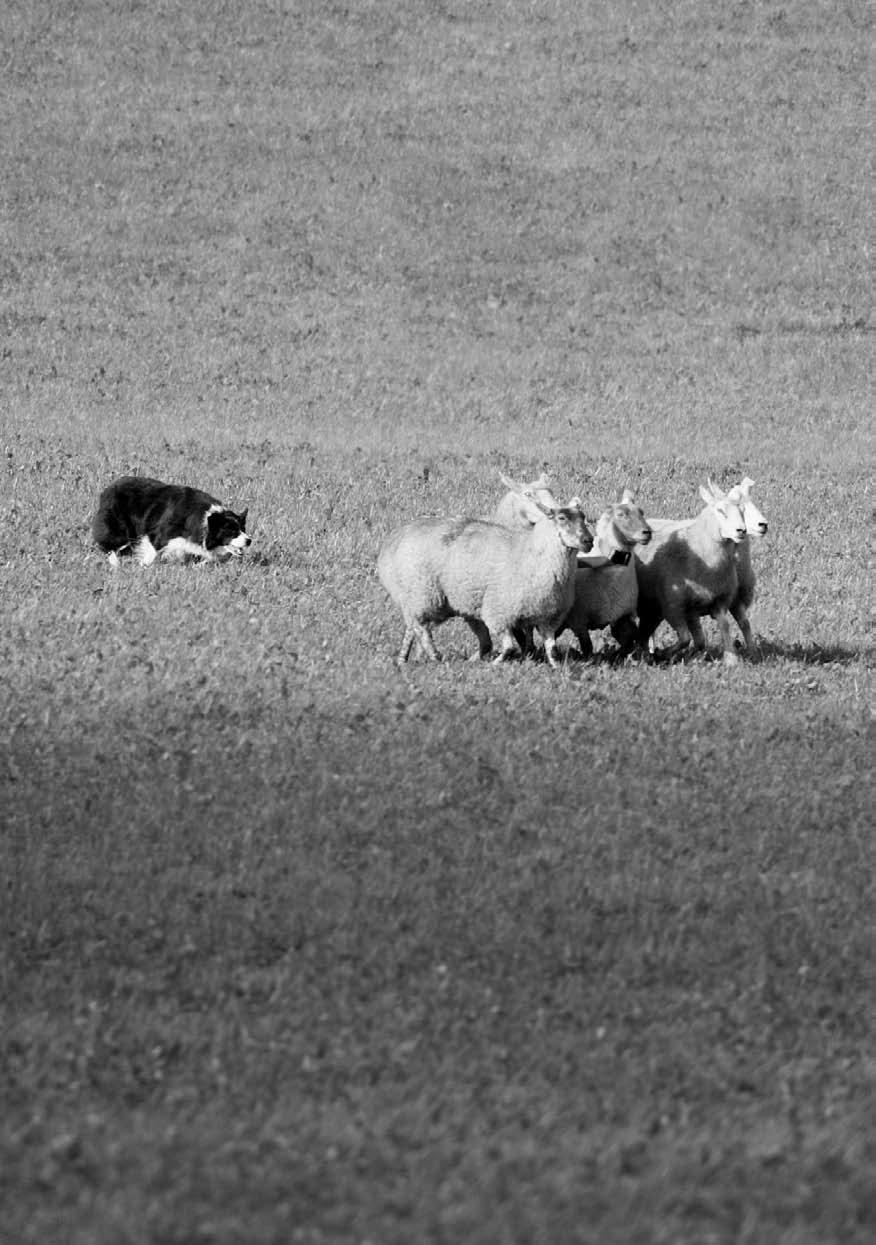 SVENSKA VALLHUNDSKLUBBEN - REGELBOK 2007-2011 REGELBOK 2007