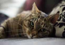 Många katter placerade Nisse, 10 år, som plötsligt blev hemlös när husse kom in på äldreboende är bara en av många katter KKS har hjälpt till nya hem. Greta bara längtar efter ett permanent hem.