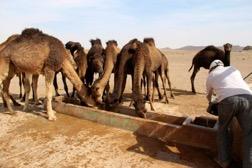 Vi når Merzouga där vi byter till dromedar och rider vidare ut till vår camp i Erg Chebbi.