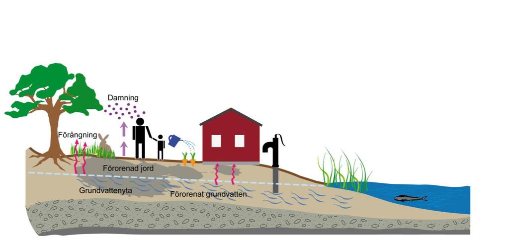 3.3 Exponeringsvägar för förorenad mark och förorenat grundvatten Människor som vistas inom det förorenade området kan exponeras genom direkt oralt intag av jord, hudkontakt med jord och damm,