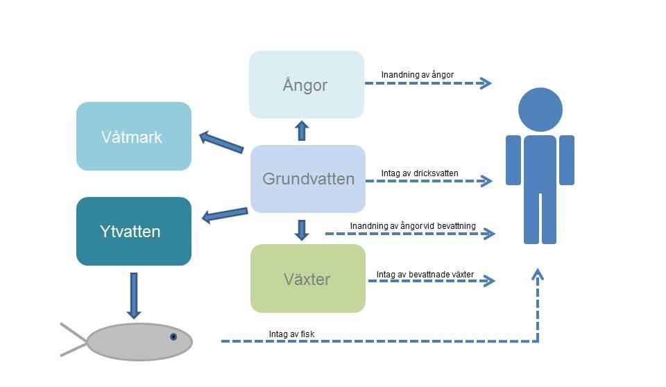 Figur 3 Konceptuell modell med exponeringsvägar och