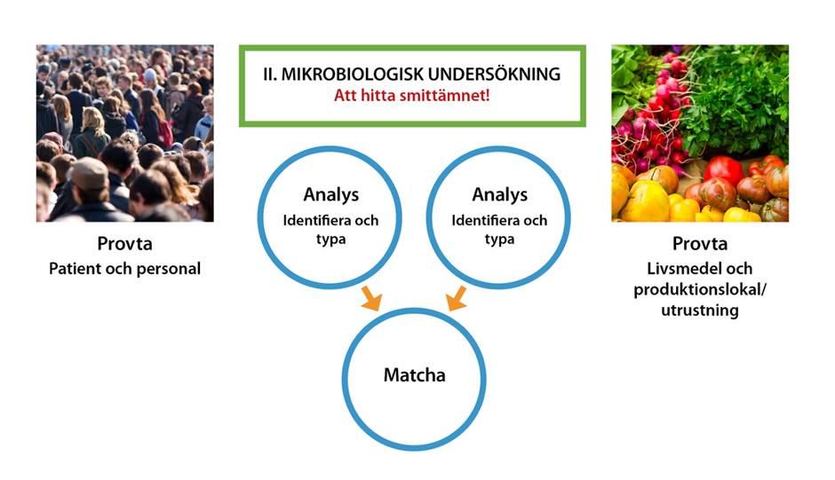 a. Analysera smittämne/agens Det är oftast de lokala kliniska mikrobiologiska laboratorierna i landet som utför isoleringen av smittämnet från humanprov och identifierar smittämnet oftast till