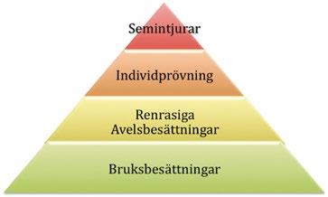 Genom aktivt urval presenteras tjurar som effektiviserar svensk nötköttsproduktion.