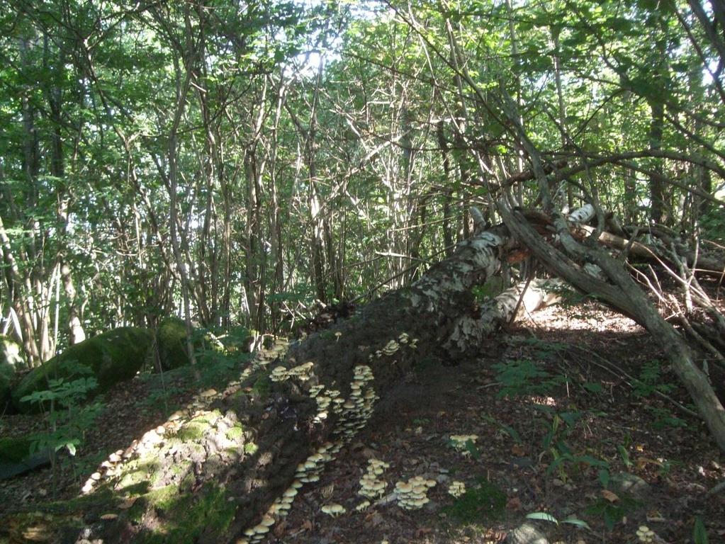 Figur 4.4.3.3 Foto över Holmekullen. Fauna Viltstråk förekommer över den starkt trafikerade Söderleden och det sker ett antal viltolyckor längs med utredningsområdet.