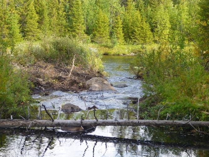 öringen, vilket producera fler