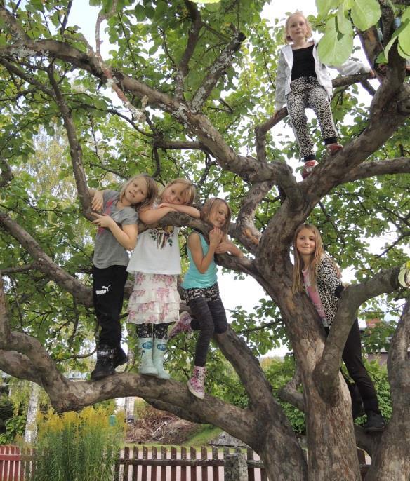 Här behöver vi föra en bättre dialog mellan drift och skola. Vänster foto: Härligt med ett gammalt äppelträd att klättra i, Rönndalsskolan. Höger foto: Ledsamt när träden inte håller att klättra i.