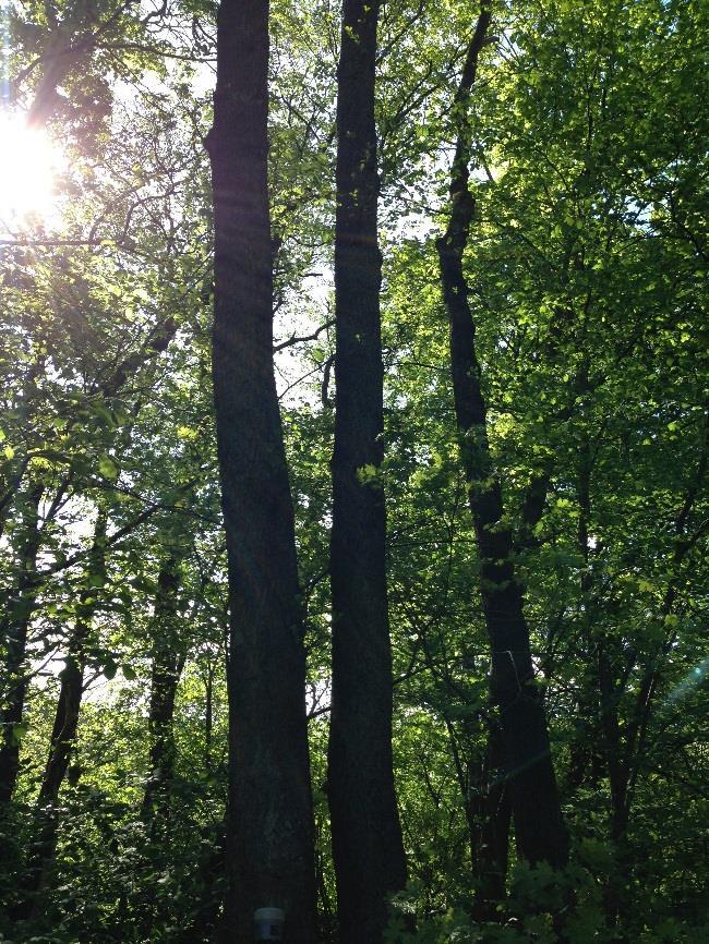 Liggande pil vid passage av Igelbäcken, inom Nationalstadspark. 50 cm (Foto saknas) Träd nr 303.