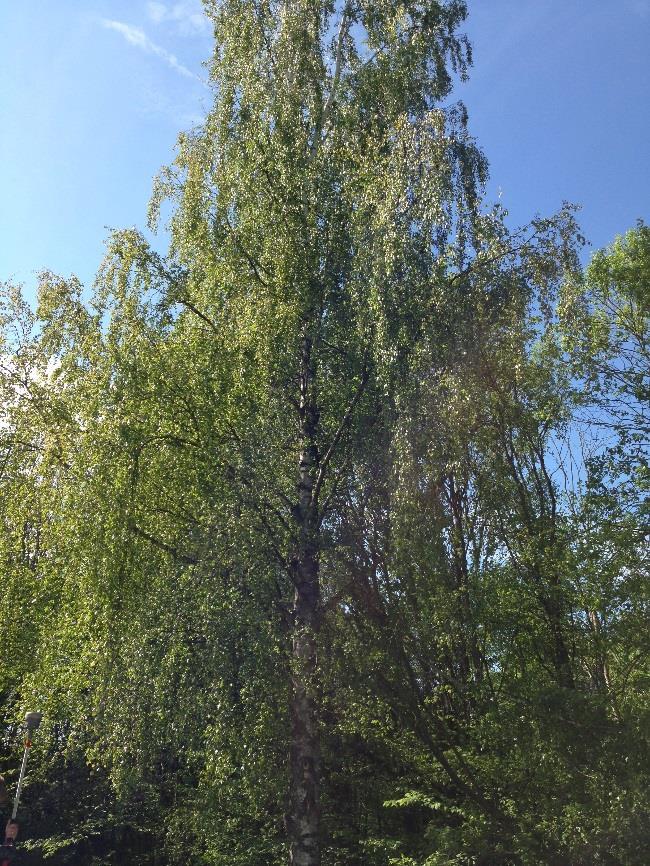 Pil vid passage av Igelbäcken, inom Nationalstadspark. 40 cm Sitter ihop med träd nr 305. (Foto saknas) Träd nr 305.
