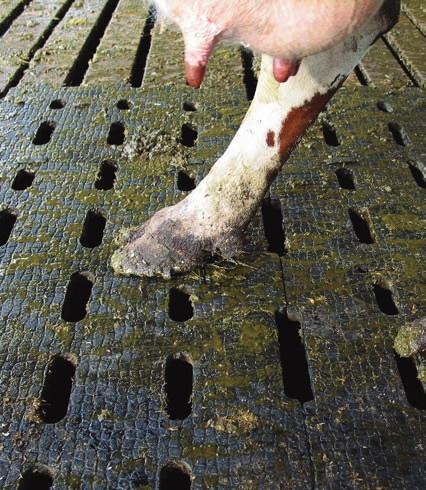 Ny matta ger naturlig förslitning Nu lanseras en ny typ av gummimatta i Sverige. Gummimattan försöker efterlikna det underlag korna går på när de går på bete.
