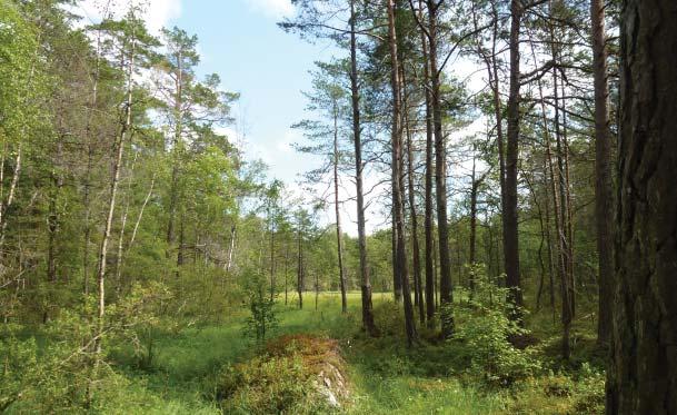 Studien söker kartlägga hur parker och naturområden i staden brukas, med särskilt fokus på kön och jämställdhet. Handlingsplan för Västerås parker En handlingsplan för Västerås parker har tagits fram.