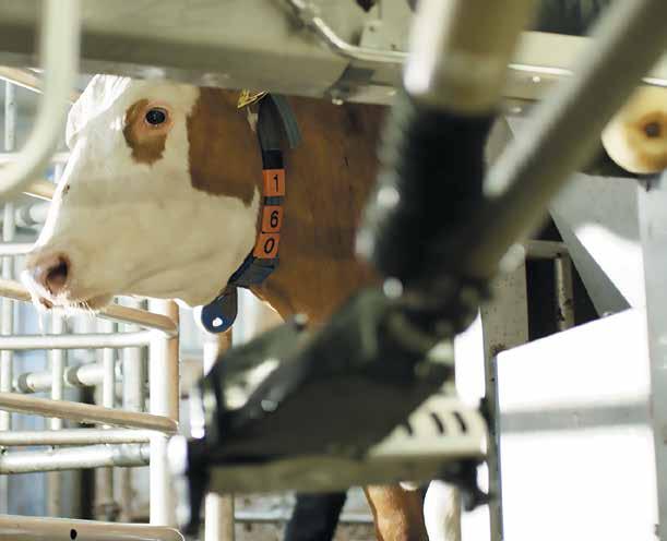 2 NÄR KON GÅR IN Ett automatiskt mjölkningssystem ska se till att även arbetsuppgifter som att sortera och hämta kor också sker automatiskt, då är det viktigt att hela processen som styr kon in till