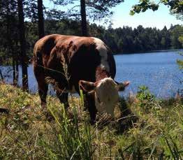 EVENEMANGSKALENDER Påskmarknad på Värmdö bygdegård Söndagen innan påsk är det dags för den årliga påskmarknaden i Värmdö bygdegård.