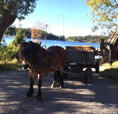 Aktiviteter: Ponnyridning, häst och vagn, möjlighet att delta i arbetet på gården. Kontakt och information: www.grindalantbruk.se, maria@grindalantbruk.