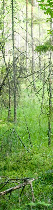 Tyresta nationalpark Haninges vildmark och urskog I Tyresta nationalpark och naturreservat finns flera hundra år gamla tallar, mäktiga granar, trolska skogssjöar och doftande myrmarker.