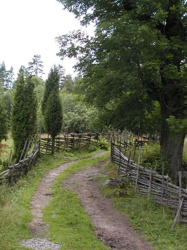 Så här kan vägen från Hagstad till Oxbacken ha sett ut för 100 år