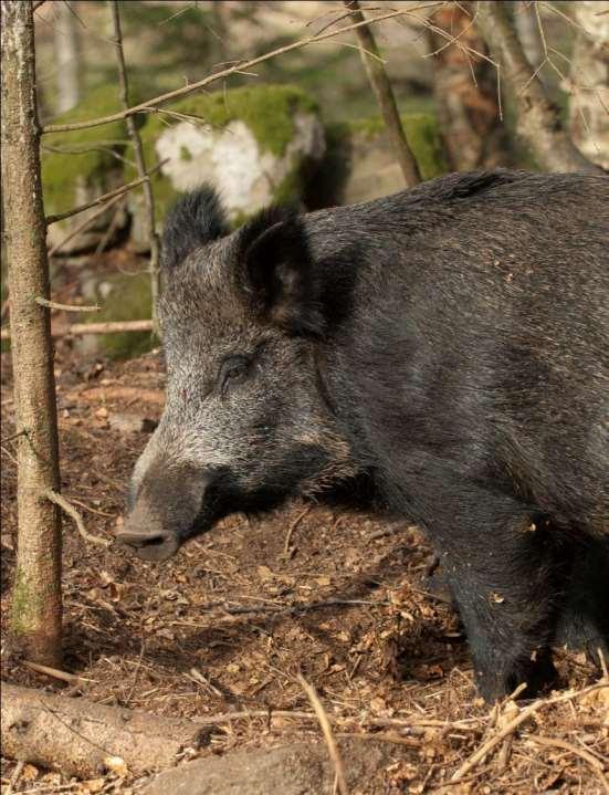 Vildsvin är en art som ställer stora krav på jägare och markägare. Det är ett läraktigt högvilt som ger goda jakttillfällen och ett välsmakande, klimatsmart kött.