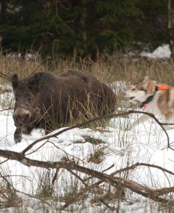 Jaktledaren ska genast avbryta jakten med den hund som beter sig direkt olämpligt med hänsyn till viltet. Hundar som regelmässigt visar tendenser till att skada friskt vilt ska inte användas.