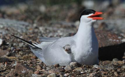 Viktigaste avläsningsplatserna Björns skärgård Sverige Vorpommern Swinoujscie Tyskland/Polen Donau deltat Rumänien Camargue Frankrike Cadiz Algarve Spanien /Portugal Gabesbukten Tunisien Variation i