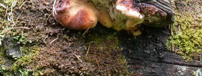 Vid tryck bildas rödbruna fläckar. De tydliga färgförändringarna och den saftiga, fläskartade konsistensen hos färska exemplar gör svampen mycket speciell.