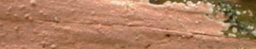 Sidan 31 Blodticka Gloeoporus taxicola Indikataorart Flerårig, resupinat ticka med rödbruna till oreangebruna porer, som omges