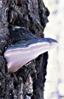 Sidan 36 Stor aspticka Phellinus populicola Hotkategori NT Stor, konsolformad ticka, vars hattar är 10-15 cm breda och 3-10 cm tjocka. Hattarna har rundad, rödbrunaktig kant.