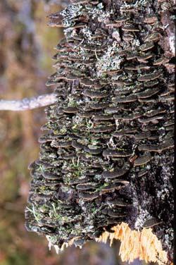 På undersidan finns lameller som gärna växer radiärt. Violmussling växer på döda, oftast omkullfallna stammar av gran eller tall.