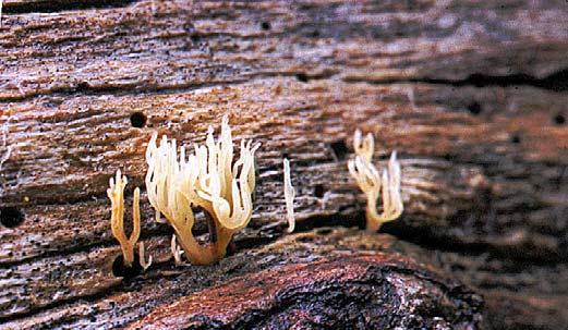 Vit vedfingersvamp Lentaria epichnoa Hotkategori NT En småväxt fingersvamp vars vita, nästan genomskinliga fruktkroppar är upprepat och regelbundet gaffelgrenade.