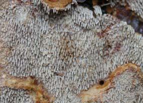 Sidan 8 Stjärntagging Asterodon ferruginosus Hotkategori NT Är en rostbrun, utbredd taggsvamp med 1-3 mm långa taggar. Fruktkropparna är bruna med gulaktig fransad kant. Ofta med stjärnformade borst.