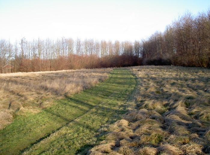 Område B Område B är den öppnare parkdelen (se Figur 11). Området har en stor öppen yta. Buskagen är öppnare, men ändå snåriga, och de är djupare än vad buskagen är i område A.