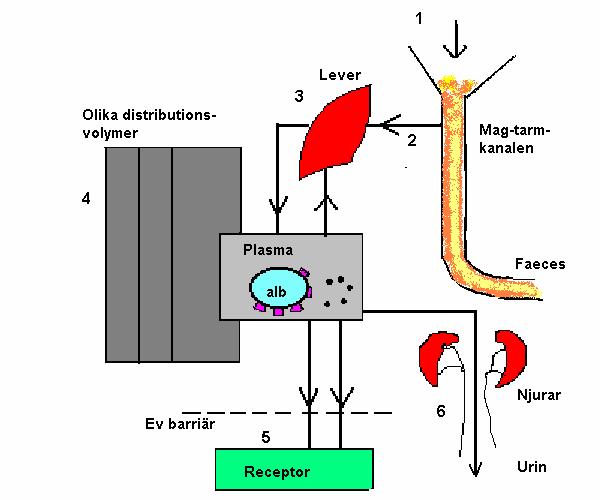 Läkemedlets väg genom kroppen Sväljning Absorbtion sugs upp till blodet (från tarm eller fettväv) Fraktas till levern en del bryts ned där Fettlöslig görs