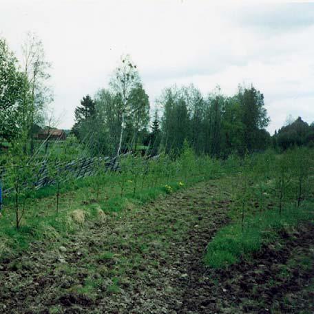 I början av september 1990 planterades åkermarken med