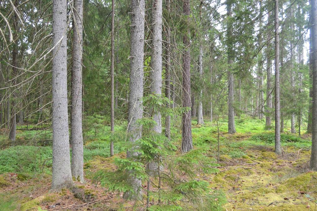 Skog och Mark Skogsmark Enligt skogsbruksplanen är den produktiva skogsarealen 17,6 ha med ett beräknat virkesförråd om 1 558 m3sk 2018. Bonitet 6,1 m3sk/ha och år.