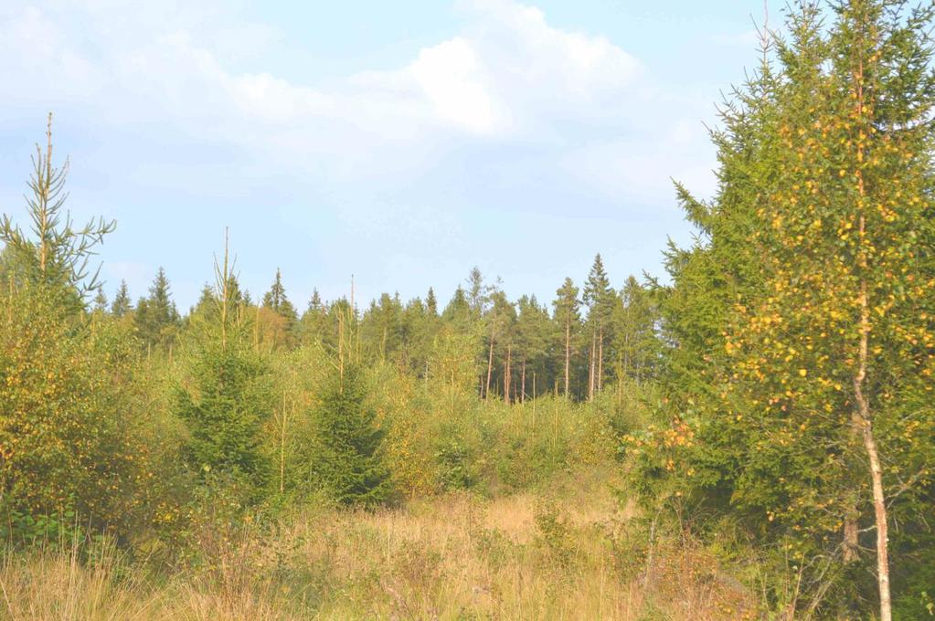 Skog och Mark Skogsmark Fastigheterna har idag två skogsbruksplaner en för vardera taxeringsenhet.