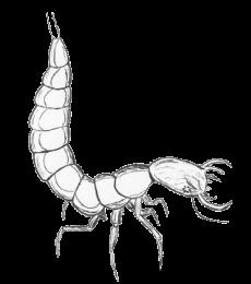 Dykaren har två antenner, 6 ben och vassa käkar. De två bakersta benen är bredare och plattare, som åror. Dykarlarven har 6 ben och grova käkar.