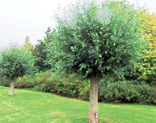 T1 - Formklippt träd Formklippta träd avgränsar trädgårdsoch stadsrum eller används för dekorativa ändamål, där varje enskilt träd har stor betydelse för miljöns helhetsintryck.