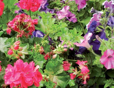 R1 - Säsongsblommor (annueller) Avser växter som årligen planteras ut för att berika utemiljön med färgupplevelse och växtglädje.