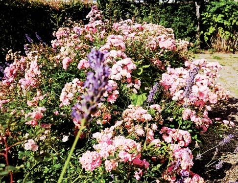 R3 - Rabattrosor Avser storblommiga rosor och polyantha vilka ger en ge rik blomning.